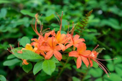 Les azalées flamboyantes sont les fleurs colorées à cultiver cette année—voici comment.