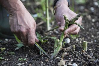 12 des Meilleures Plantes Compagnes de l’Asperge pour une Association Parfaite