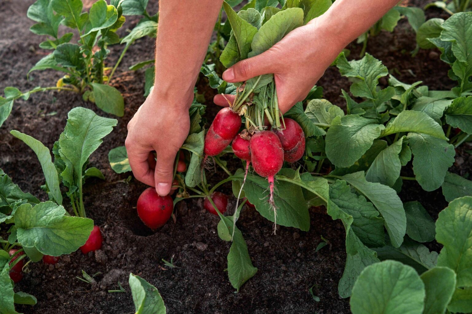 Comment et quand récolter les radis pour une saveur optimale