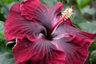 Les hibiscus nécessitent des soins particuliers à l’automne : Que faut-il faire dès maintenant pour des plantes en pleine forme ?