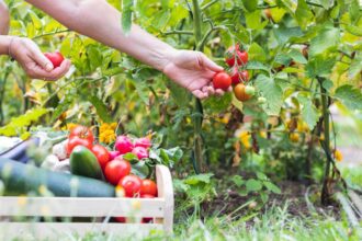 5 Signes Indéniables Que Vos Tomates Sont Prêtes à Être Cueillies