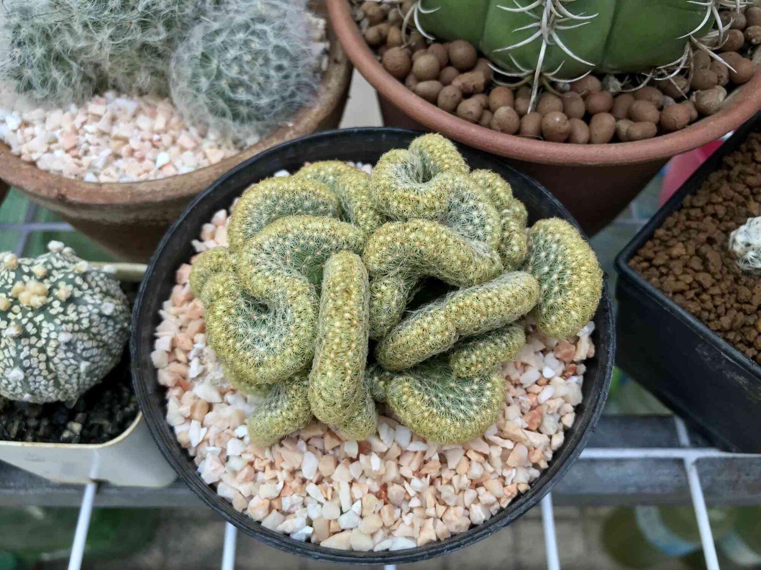 Le cactus cerveau, l’élément manquant à votre collection d’intérieurs d’automne.