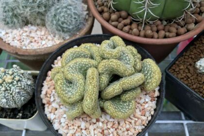 Le cactus cerveau, l’élément manquant à votre collection d’intérieurs d’automne.