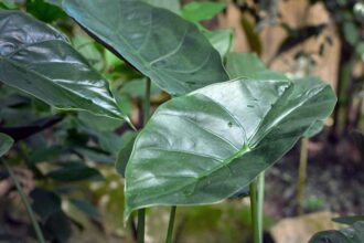 L’Alocasia Wentii est si facile à cultiver que tout le monde peut y arriver—Voici comment.