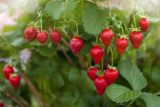 Les jardiniers experts jurent par ces 5 astuces pour cultiver des fraises.