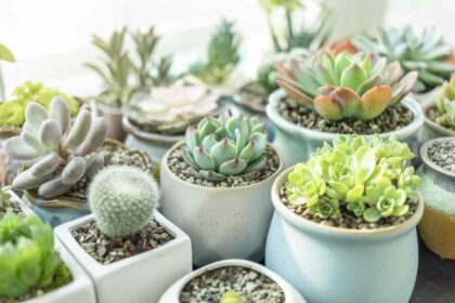 À quelle fréquence arroser les succulentes ? Tous les signes à connaître.