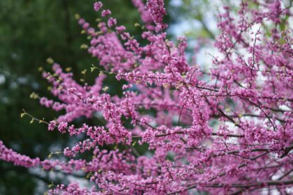 12 Arbres Résistants à la Sécheresse Capables de Survivre aux Conditions les Plus Arides