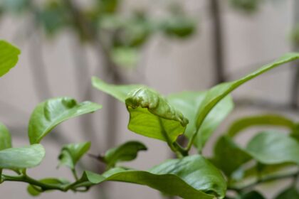 7 Raisons pour lesquelles les feuilles de votre citronnier se recroquevillent