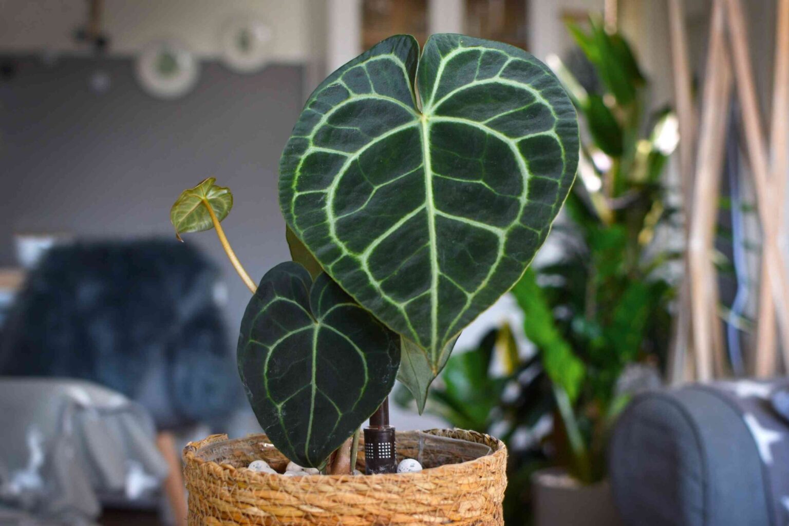 Nous avons trouvé votre prochaine plante d’intérieur : comment cultiver l’Anthurium Clarinervium cette saison.