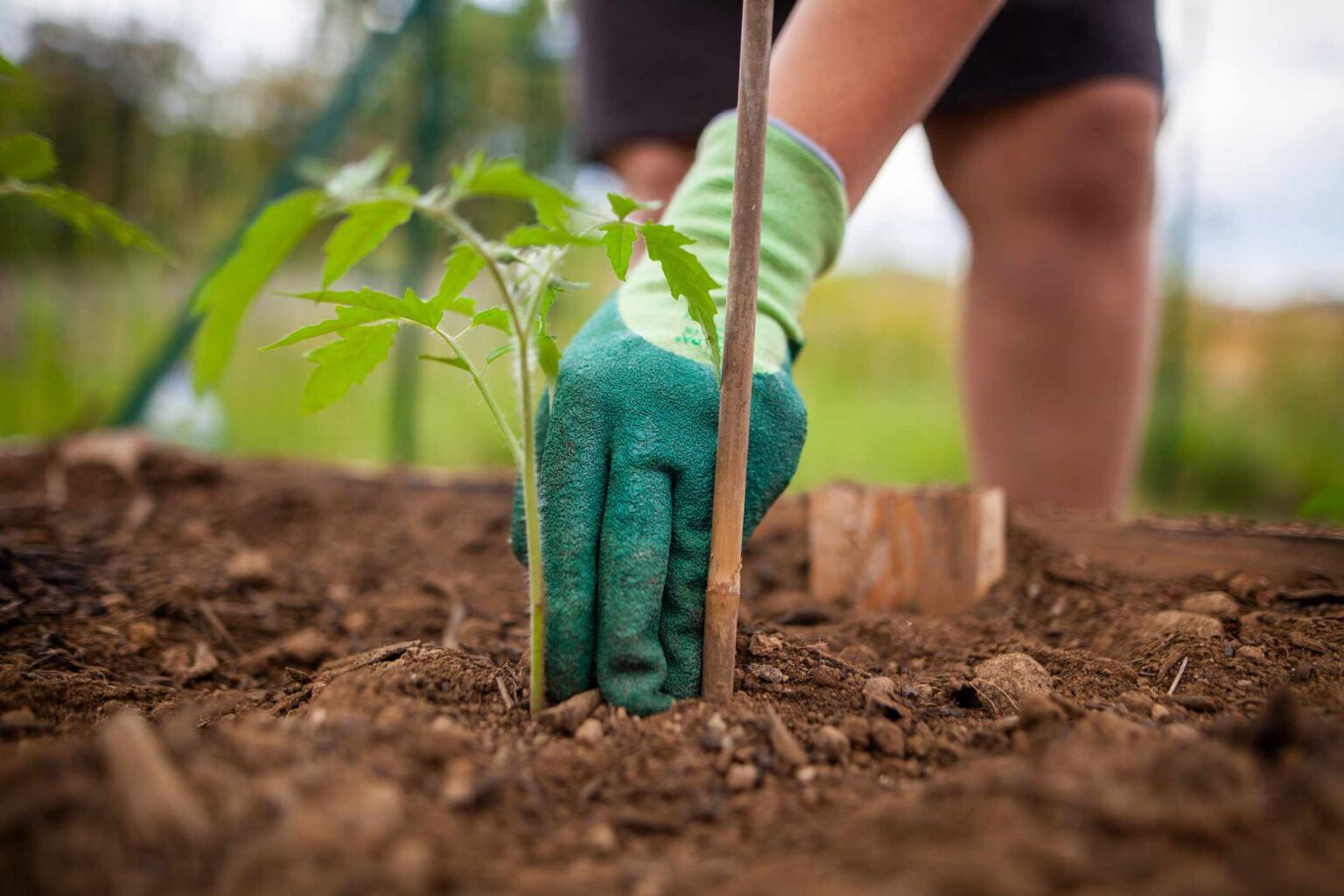 Quand faut-il transplanter les semis de tomates au jardin ?