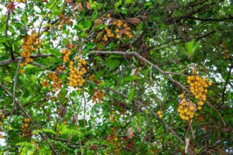 Comment faire pousser et entretenir un arbre à carotte