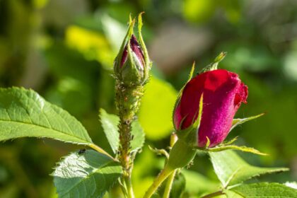 Comment éliminer les pucerons sur les roses pour des plantes plus saines et durables.