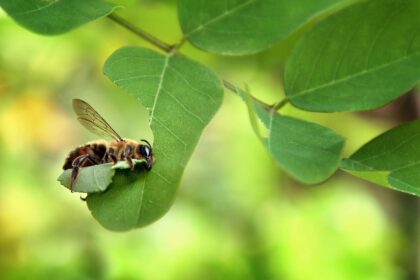 Pourquoi il est avantageux d’attirer les abeilles coupeuses de feuilles dans votre jardin