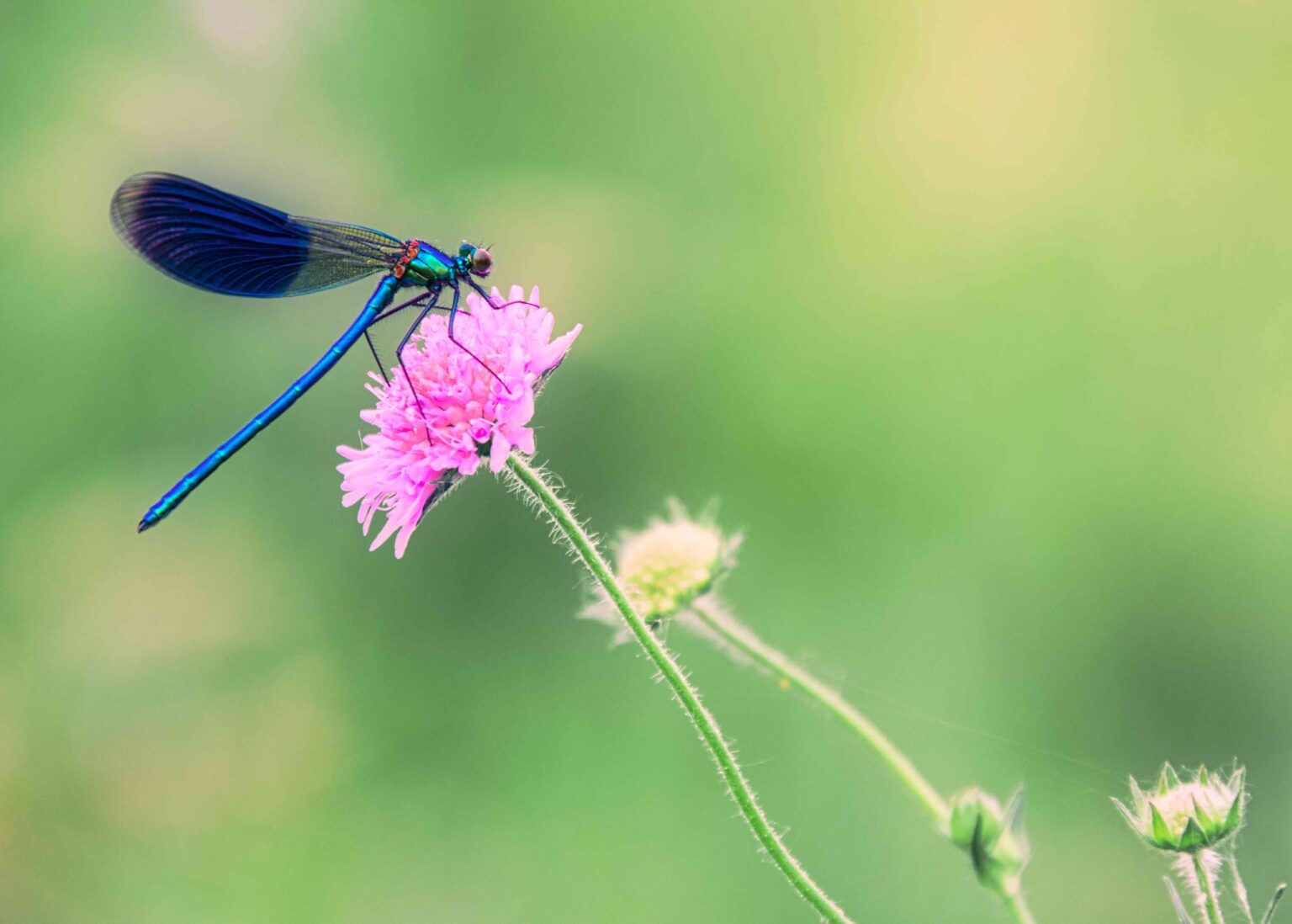 Qu’est-ce qui attire les libellules ? 17 plantes saisissantes à essayer