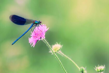 Qu’est-ce qui attire les libellules ? 17 plantes saisissantes à essayer