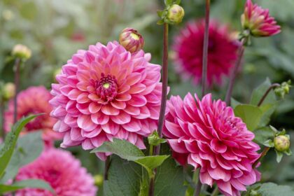 Les dahlias sont-ils des vivaces ou des annuelles ? Tout ce que vous devez savoir.