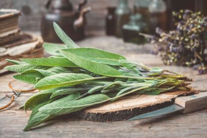 Comment et quand récolter la sauge pour une saveur optimale et des plantes en pleine santé.