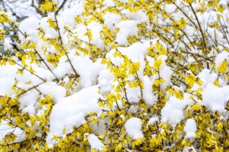 10 Arbres et Arbustes à Ne Jamais Tailler en Hiver pour Favoriser Leur Croissance