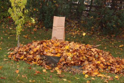 7 Astuces pour Faciliter le Ratissage des Feuilles, Conseils de Professionnels du Jardinage