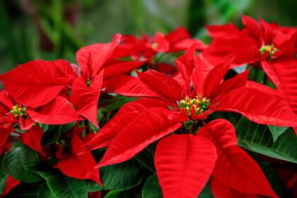 Combien de temps durent les poinsettias ? Suivez ces conseils pour les garder en vie plus longtemps.