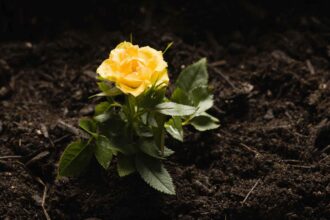 Les roses aiment-elles le marc de café, et devriez-vous l’utiliser dans votre jardin ?