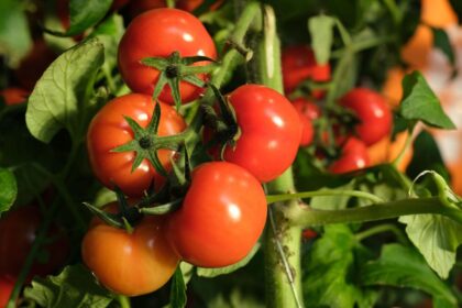 Chronologie de la croissance du plant de tomate : 7 étapes (avec photos)