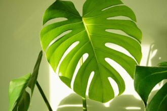 Besoins en lumière de la Monstera : Quelle quantité de lumière lui faut-il ?