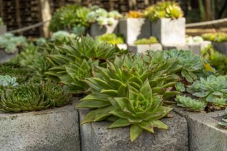 Comment créer un jardin surélevé en blocs de béton en 7 étapes