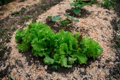 25 Légumes Résistants à l’Hiver à Planter Dans Votre Jardin Dès Maintenant