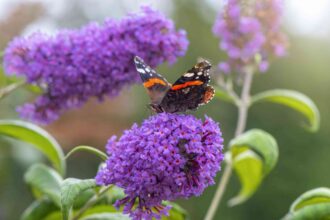 20 Variétés de Buddleia pour des Fleurs de l’Été à l’Automne