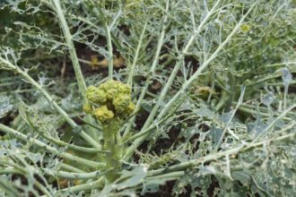 11 Insectes courants du brocoli et comment s’en débarrasser