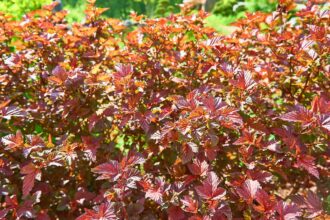 Comment cultiver et entretenir le Physocarpus ‘Amber Jubilee’