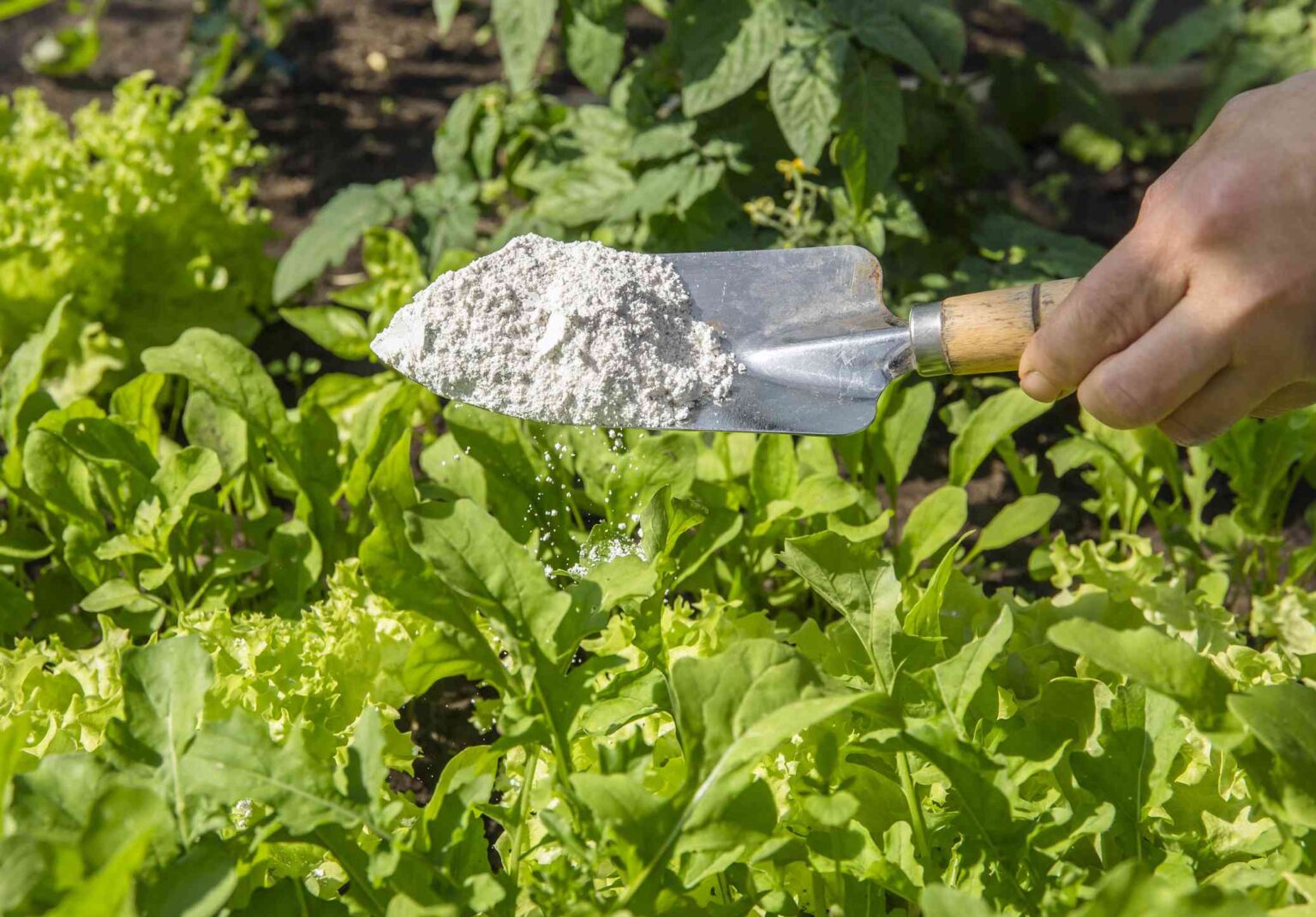 Comment utiliser la terre de diatomées dans votre jardin pour un contrôle naturel des nuisibles.