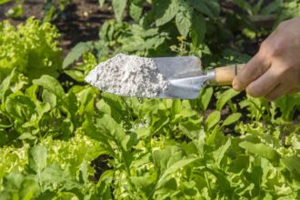 Comment utiliser la terre de diatomées dans votre jardin pour un contrôle naturel des nuisibles.