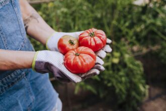 Les jardiniers professionnels utilisent ce truc secret pour cultiver les meilleures tomates.