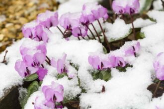 Ce que vous devez faire dès maintenant pour protéger vos plantes du gel cet hiver.