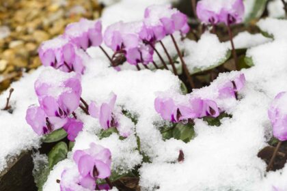 Ce que vous devez faire dès maintenant pour protéger vos plantes du gel cet hiver.