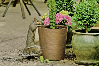 Comment éloigner les écureuils des plantes en pot : 6 méthodes efficaces