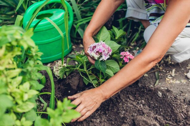 Quand devrait-on réellement transplanter des hortensias ? Indice : C’est maintenant.