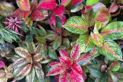 42 Variétés d’Aglaonema (Éternelle Chinoise) pour Apporter des Couleurs Éblouissantes dans Votre Intérieur