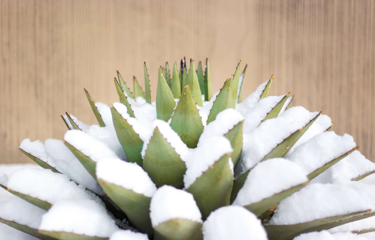 Les succulentes nécessitent des soins particuliers en hiver : conseils pour des plantes en pleine forme dès maintenant.