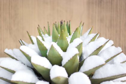 Les succulentes nécessitent des soins particuliers en hiver : conseils pour des plantes en pleine forme dès maintenant.