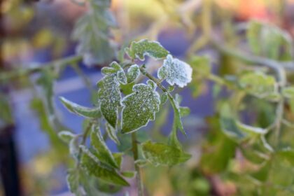 Comment protéger vos plants de tomates des températures fraîches