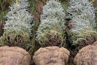 Comment replanter un sapin de Noël (si vous avez le bon arbre)