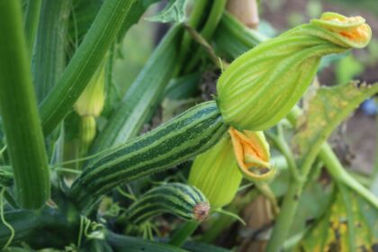 16 Variétés de Courgettes À Cultiver Dans Votre Jardin