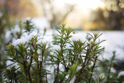 Ne taillez pas ces plantes rustiques cet hiver si vous souhaitez qu’elles prospèrent, selon un jardinier.