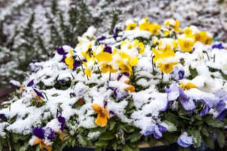 Guide d’entretien des pensées d’hiver : Comment cultiver cette fleur résistante au froid