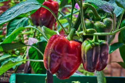 Les poivrons nécessitent des soins particuliers à l’automne : que faire dès maintenant pour des plantes épanouies.