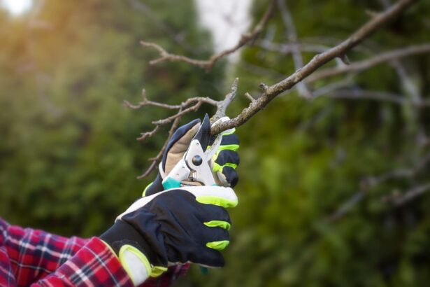 Vous devriez tailler vos arbres fruitiers dès maintenant pour une meilleure récolte l’année prochaine – Voici pourquoi.