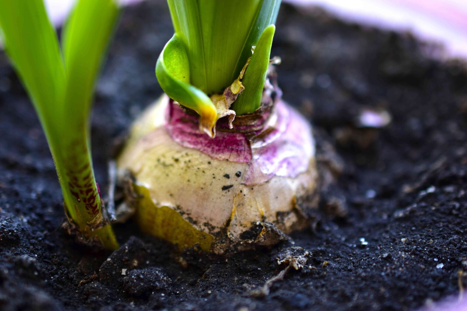 Forcer des bulbes est plus simple que vous ne le pensez—Comment le faire comme un jardinier expert